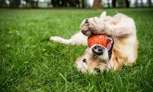 happy dog ​​with ball